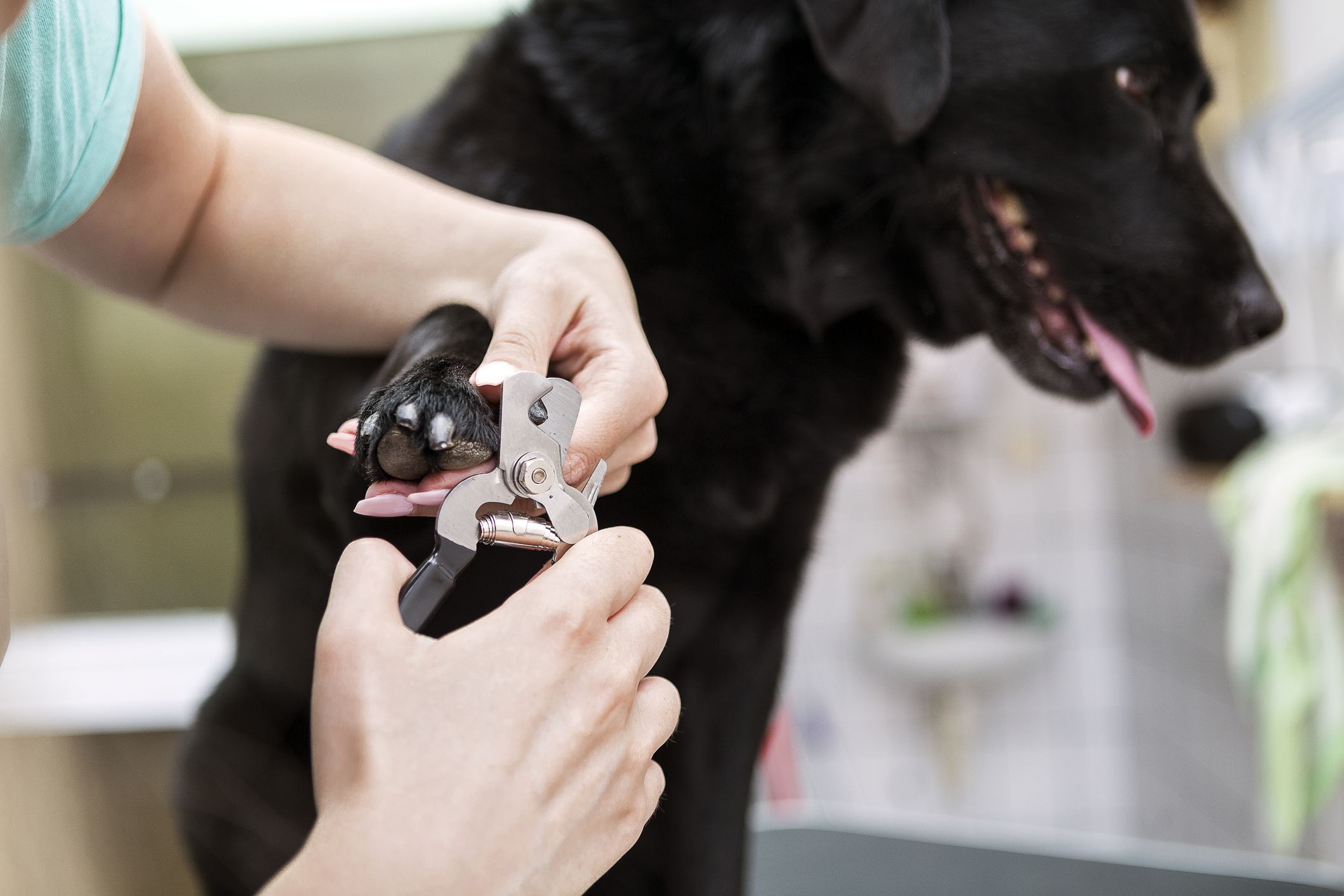 dog groomer cutting nails on black labrador royalty free image